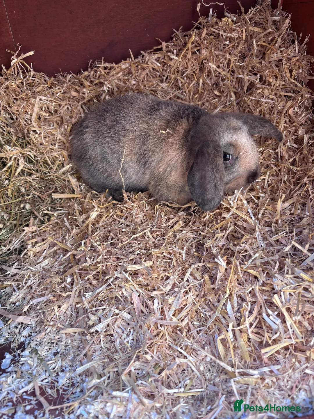 Mini Lop rabbits for sale: Mini Lop Rabbit For Sale - Advert 1