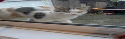 Mixed Breed cats for sale: Loving young cat needs home asap  - Advert 3