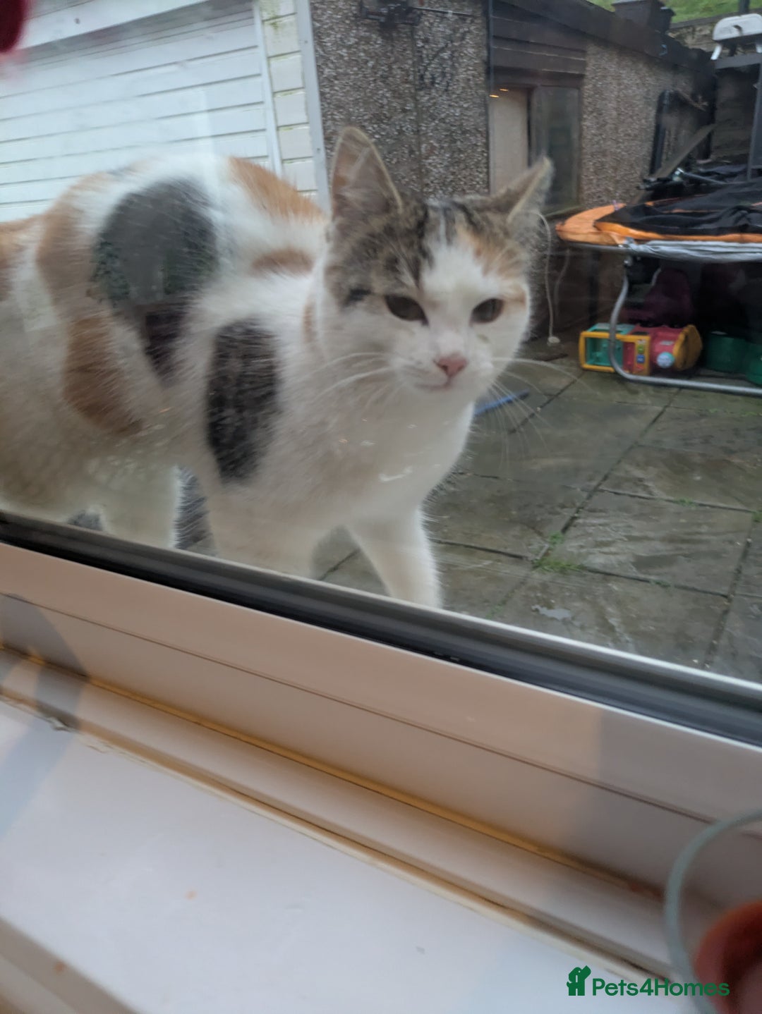 Mixed Breed cats for sale: Loving young cat needs home asap  - Advert 3