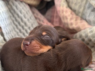 Miniature Dachshund dogs BEAUTIFUL PRA CLEAR & KC REG MINIS - Advert 3