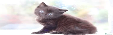 Mixed Breed Kitten 3