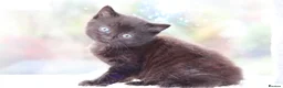Mixed Breed cats for sale: Adorable Kittens - Advert 17
