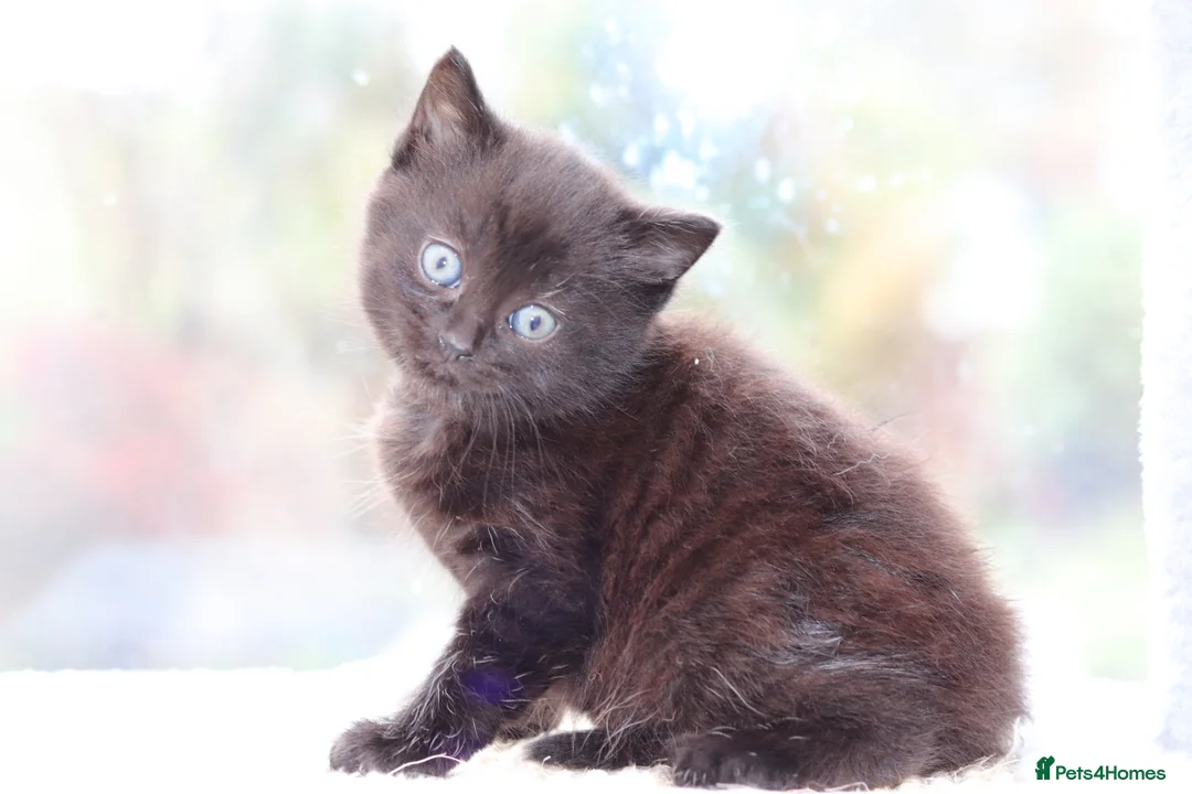 Mixed Breed cats for sale: Adorable Kittens - Advert 17