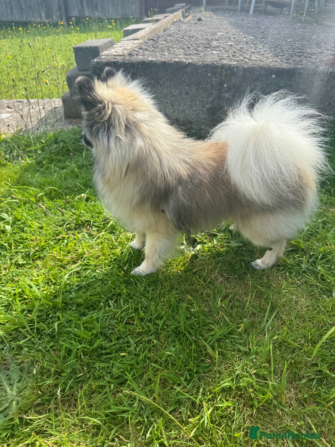 Pomeranian dogs for stud: 2kg, KC Registered, Proven, Pomeranian  in Cardiff - Advert 19