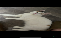 Turkish Van cats for sale: Female Turkish van  - Image 1