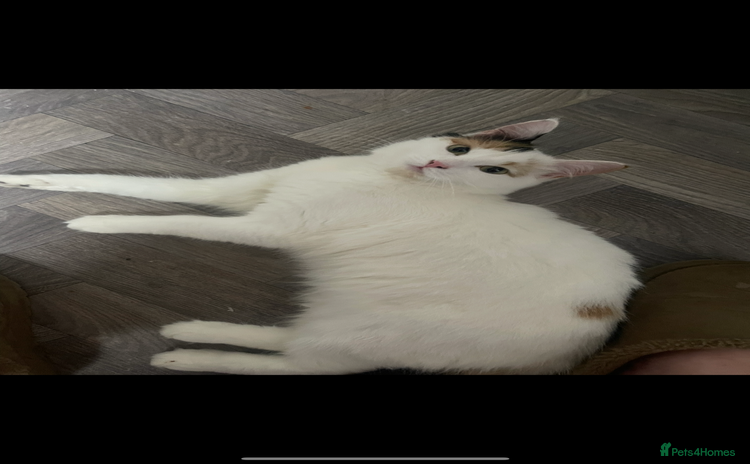 Turkish Van cats - Advert 1