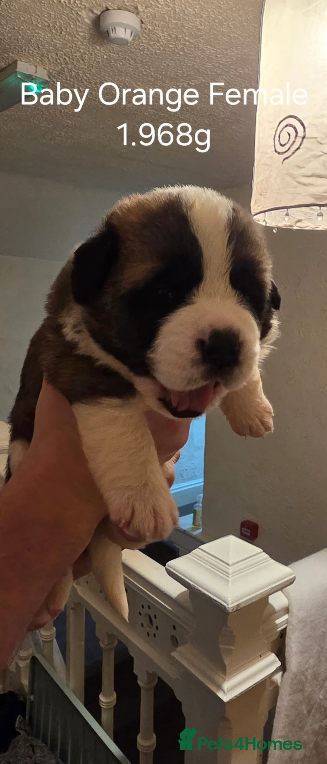 Saint Bernard dogs for sale: ^ Beautiful Saint Bernard Puppies - Advert 6
