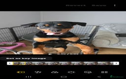 Rottweiler dogs for sale: Rottweiler female 6months - Image 4
