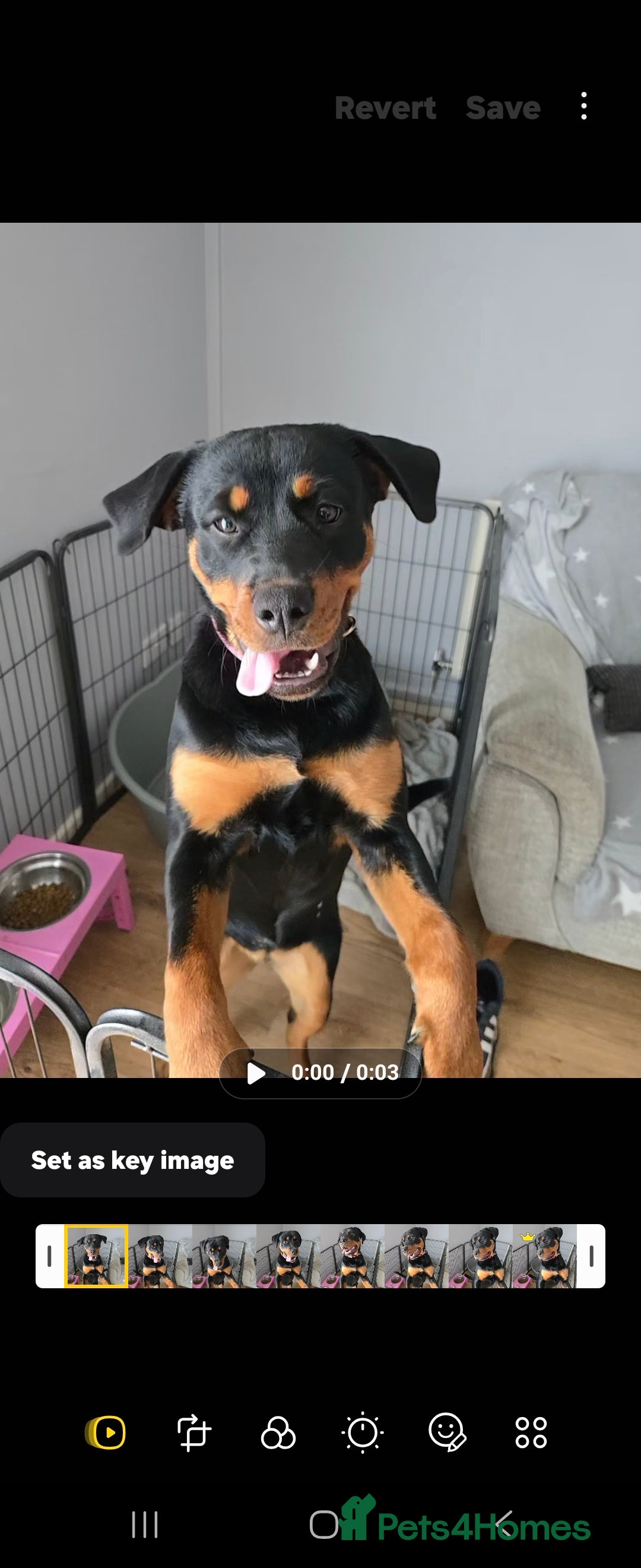 Rottweiler dogs for sale: Rottweiler female 6months - Image 4