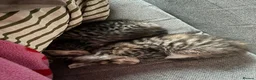Mixed Breed cats for sale: 🐾 Gorgeous Blue-Eyed Kittens 🐾 in Halesowen - Advert 7