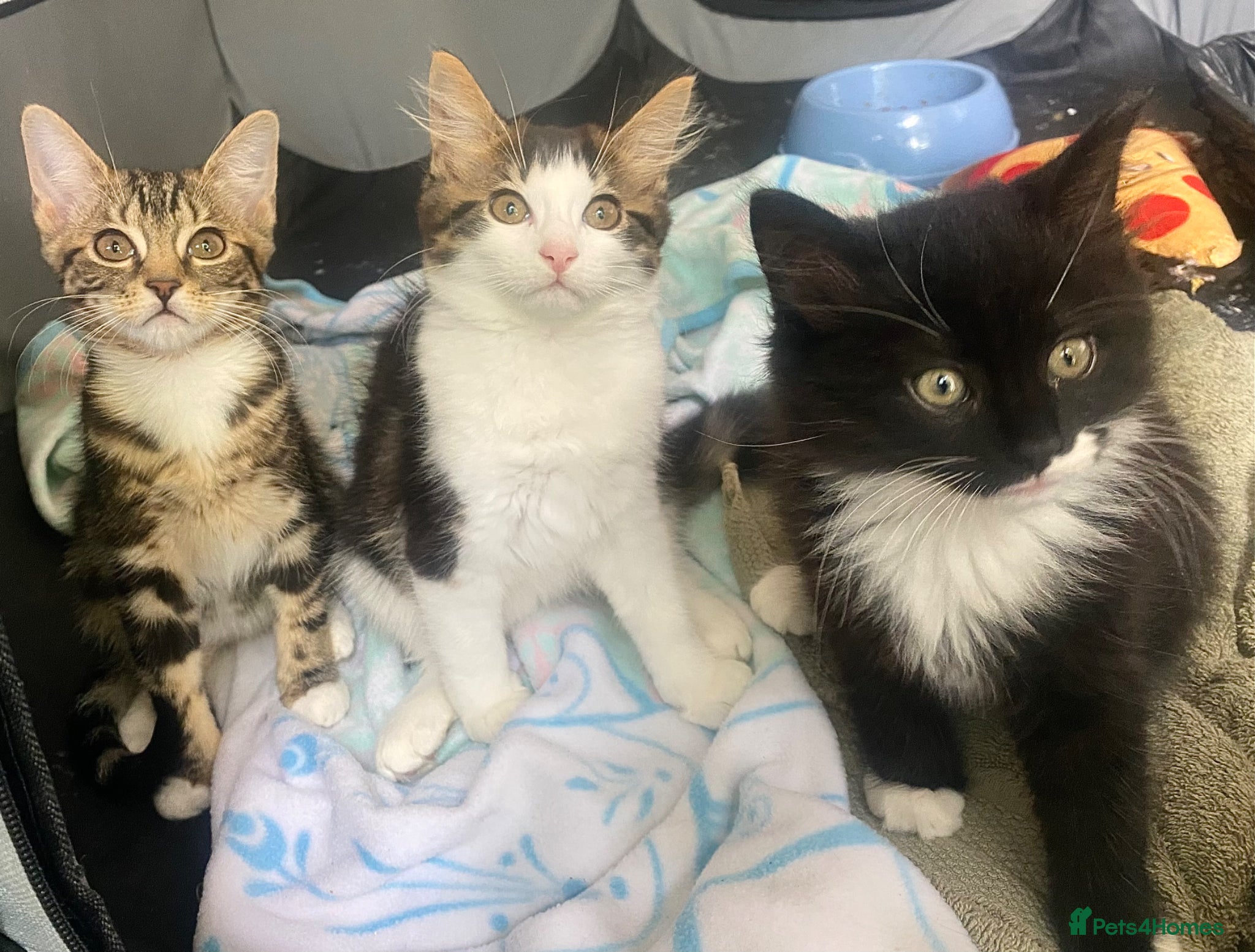 Mixed Breed cats Last female kitten for sale  - Advert 1