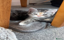 Persian cats for sale: 2 loving Persian Kittens for sale  - Image 10