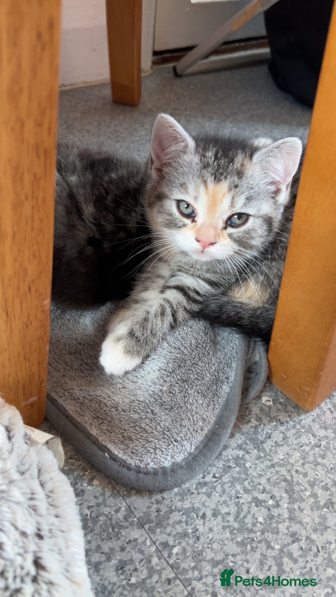 Persian cats for sale: 2 loving Persian Kittens for sale  - Image 10