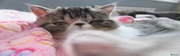 Exotic cats for sale: Super sweet Exotic female kitten READY NOW - Advert 13