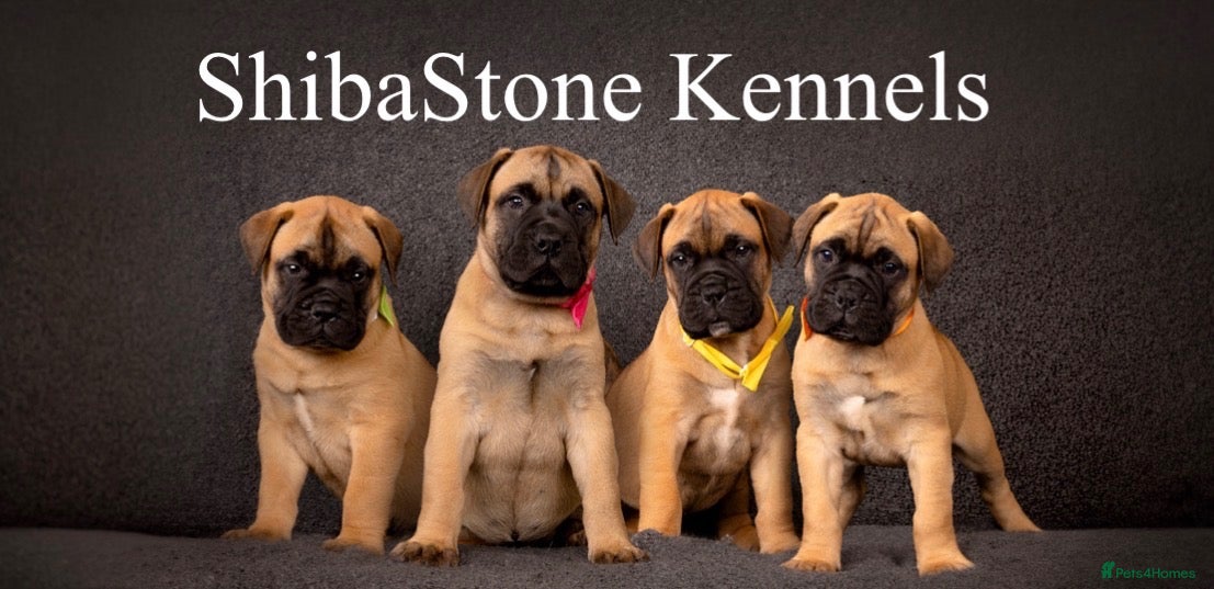 Bullmastiff dogs KC Litter of Bullmastiff’s  - Advert 1