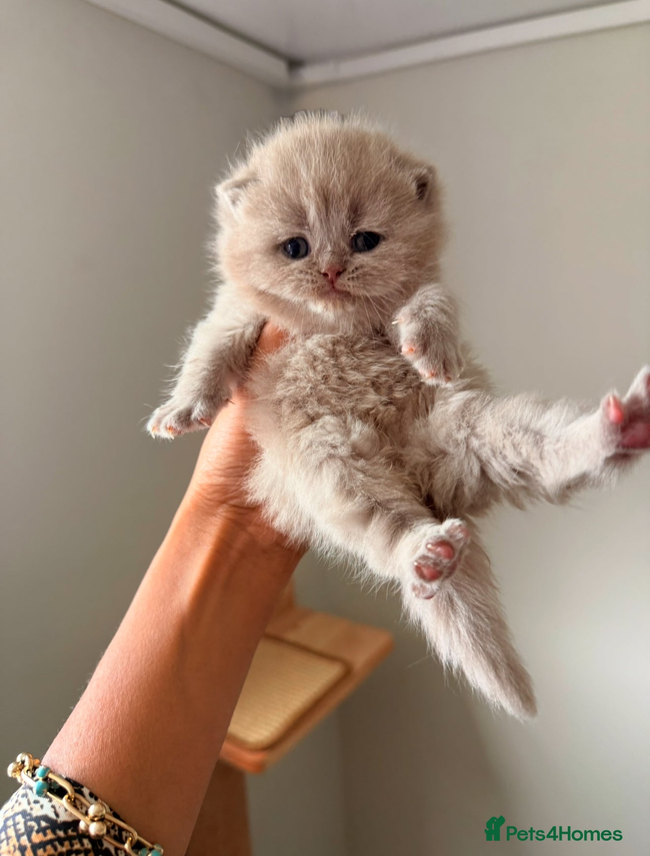 British Shorthair cats 7 British Shorthair Kittens TICA®️ – Import Lines - Advert 2