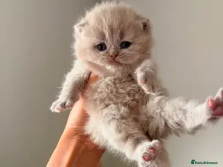 British Shorthair cats 7 British Shorthair Kittens TICA®️ – Import Lines - Advert 1