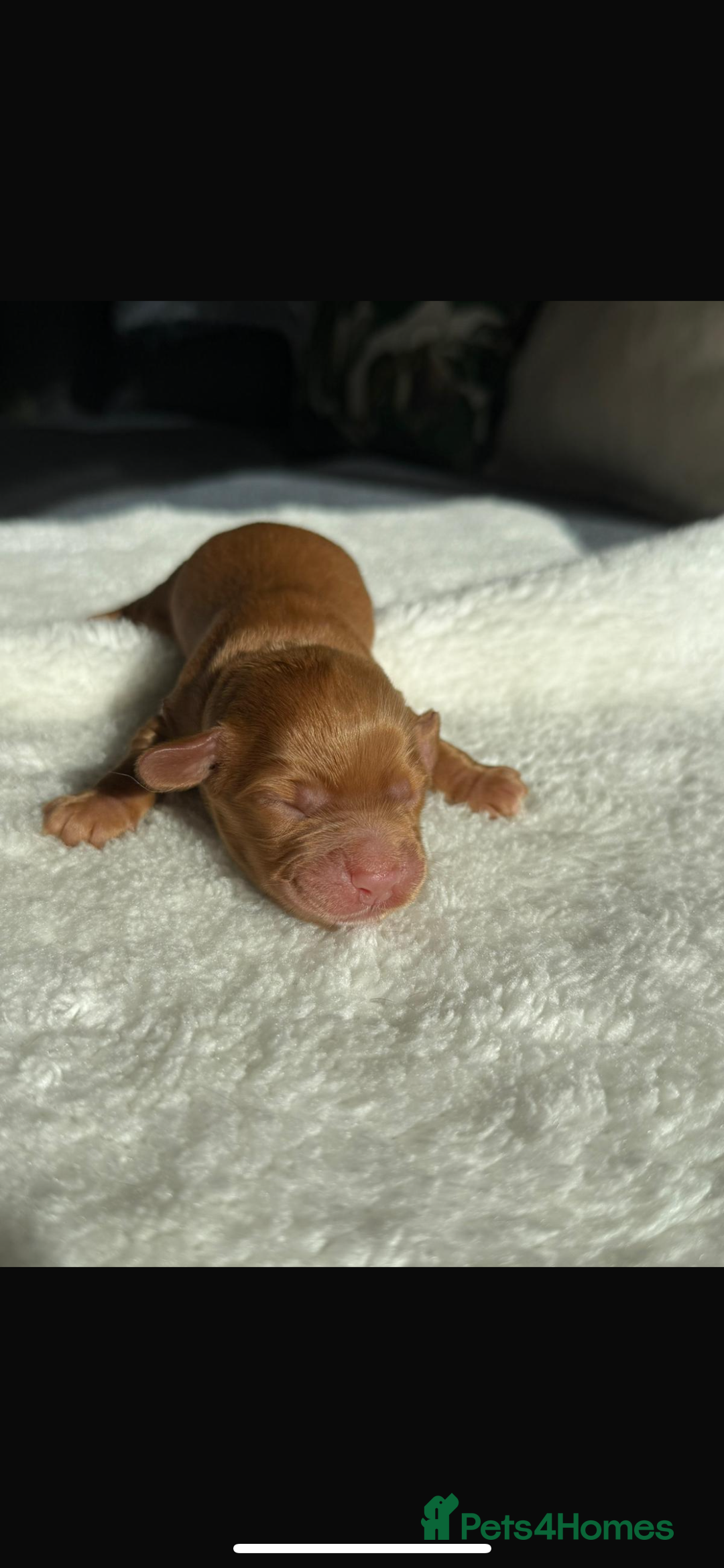 Cocker Spaniel dogs for sale: 🐶Cocker Spaniel Pups Looking for Forever Family🐶 - Image 3