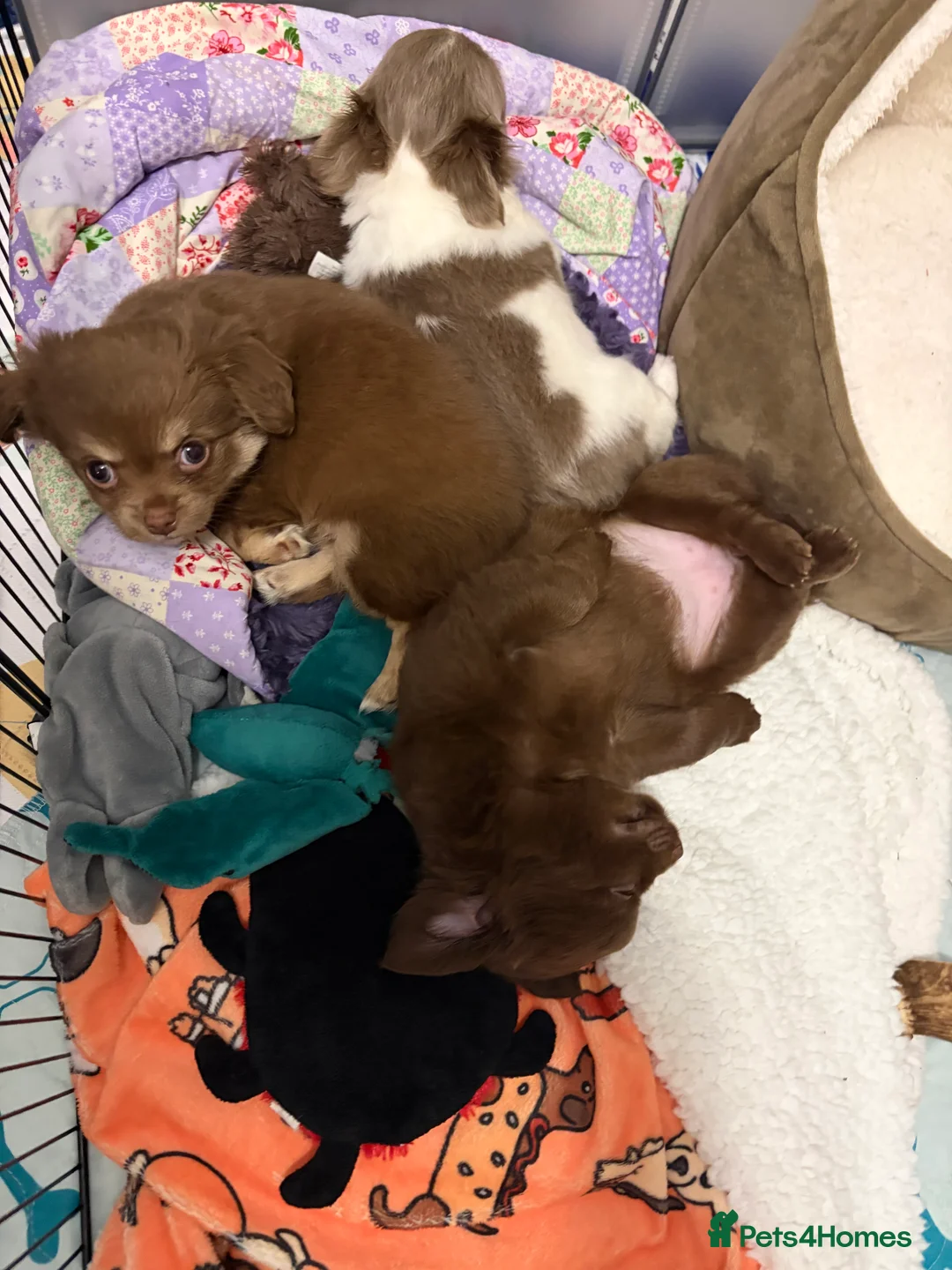 Chihuahua dogs for sale: One solid chocolate female chihuahua left!! ⭐️⭐️⭐️ - Advert 14
