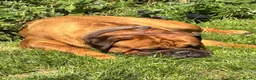Bullmastiff dogs for sale: Stunning KC Registered Bullmastiff Puppies - Advert 9