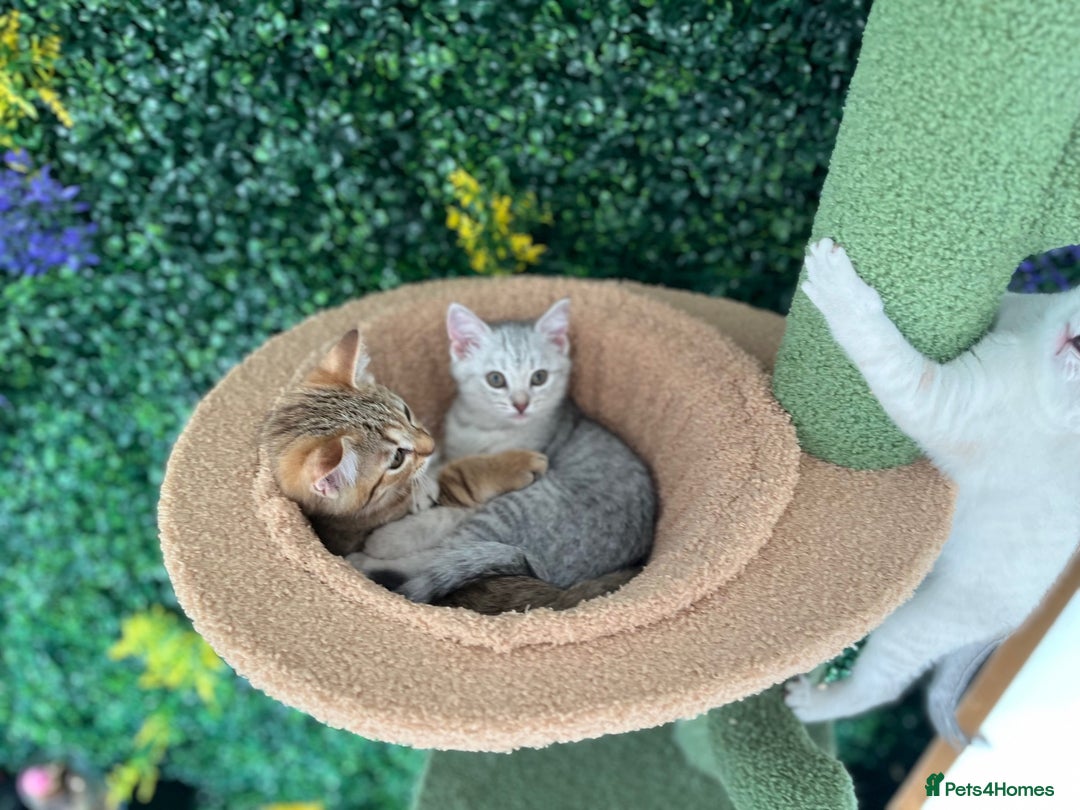 British Shorthair cats for sale: Beautiful British Shorthair Kittens... - Image 29