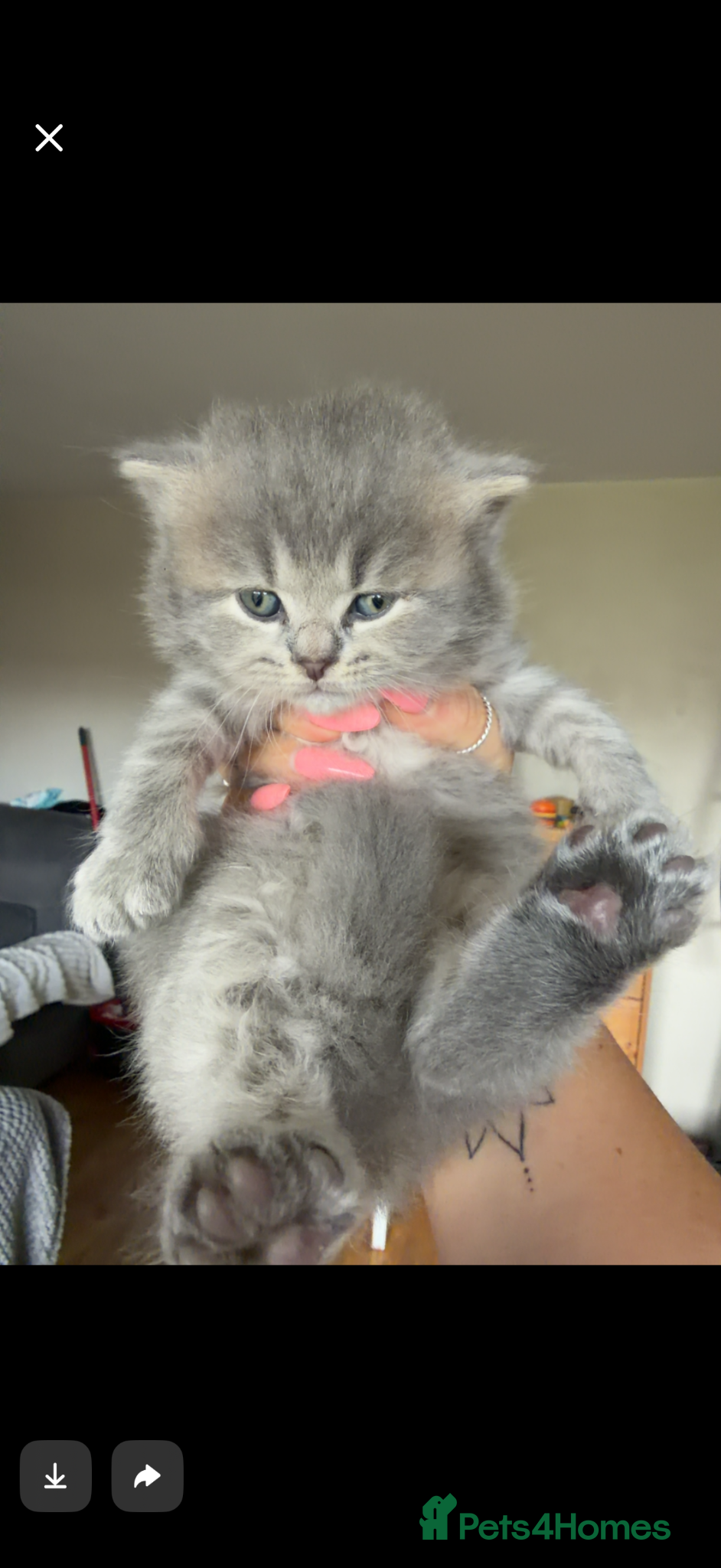 British Shorthair cats for sale: Exceptional British Shorthair kittens 🩷 - Advert 24