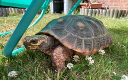 Tortoise reptiles for sale: Redfoot Tortoise £100 ONO - Image 5