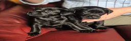 Labrador Retriever dogs for sale: Working line KC reg black dog puppies in Diss - Advert 3