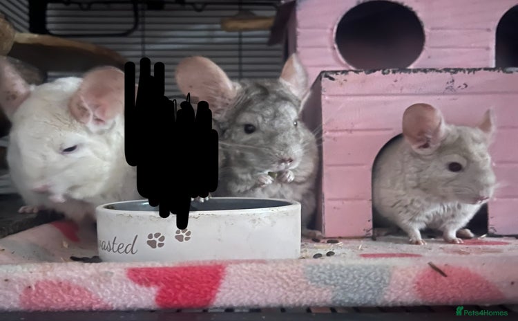 Chinchilla rodents in Gloucester - Advert 4