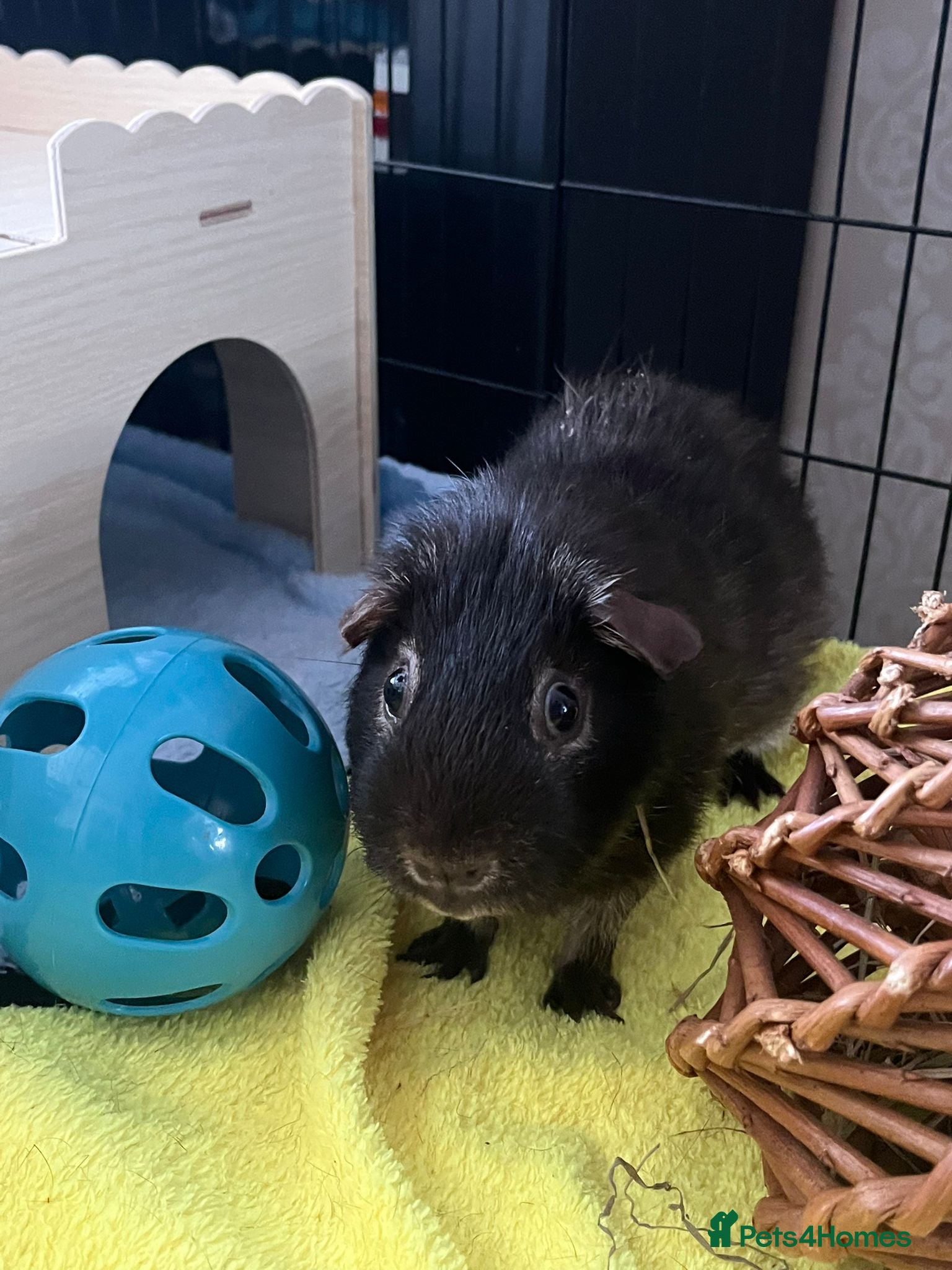 Guinea Pig rodents Male Guine Pig 10 months old with accessories - Advert 2