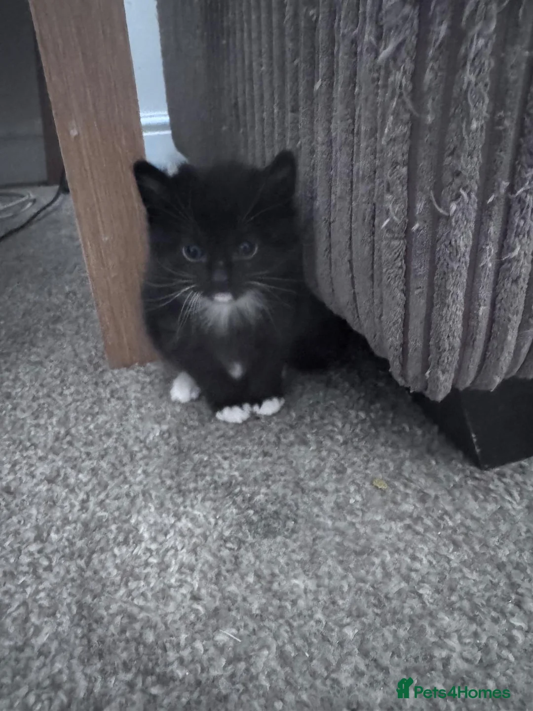 Mixed Breed cats for sale: Beautiful kittens in Bognor Regis - Advert 12