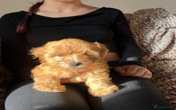 Maltipoo dogs for sale: 2 beautiful playful & lovely Maltipoo boys  - Image 15
