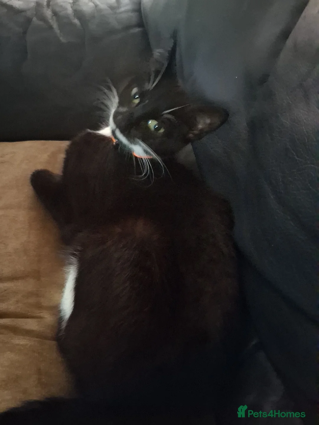 Mixed Breed cats for sale: Kittens for good home  in Neath - Advert 1