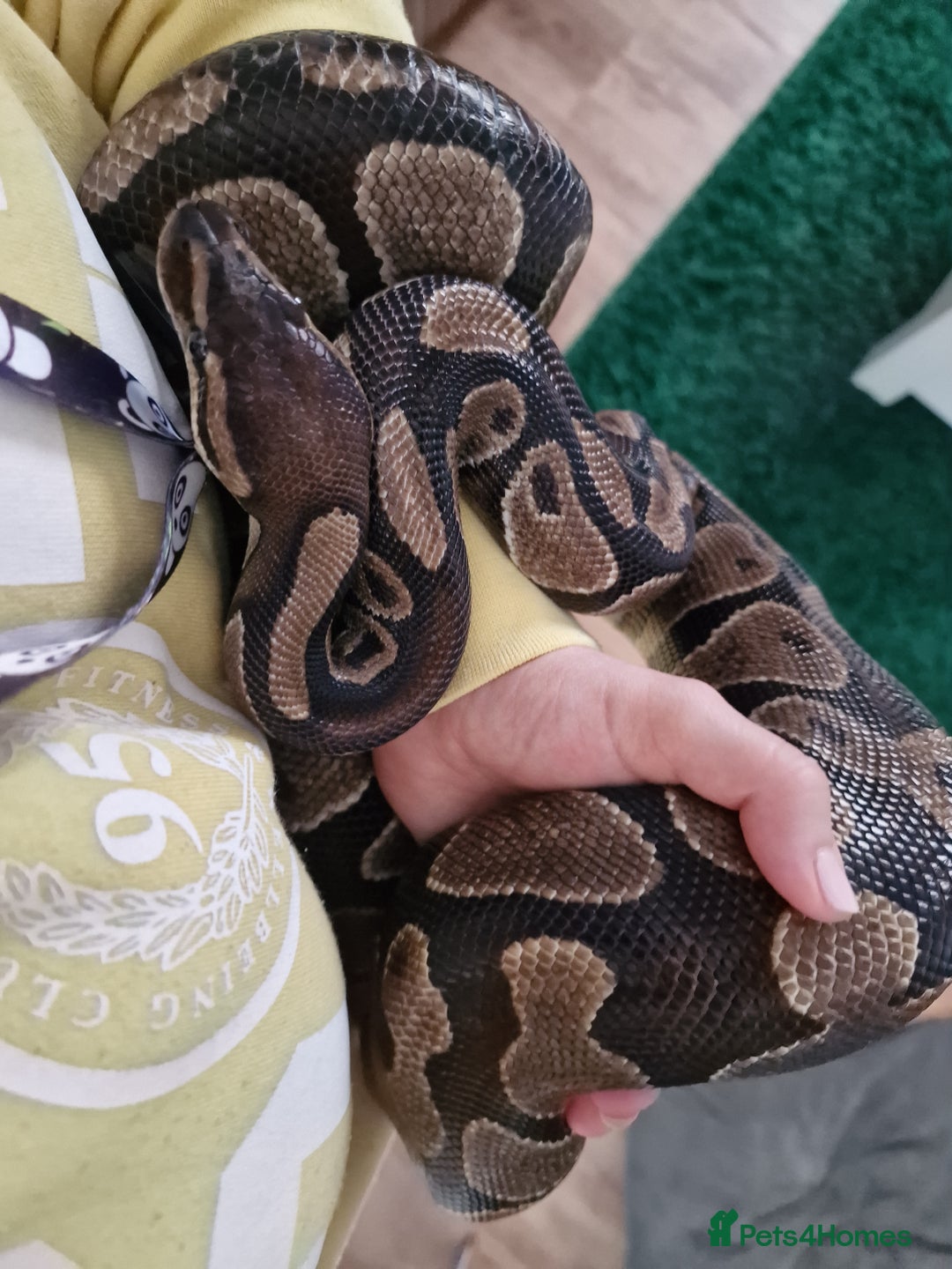 Python Snake reptiles for sale: Ball python and set up - Advert 2