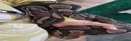 Python Snake reptiles for sale: Ball python and set up - Advert 2