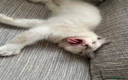 Ragdoll cats for sale: Pedigree Bicolour Ragdoll kittens  - Image 13