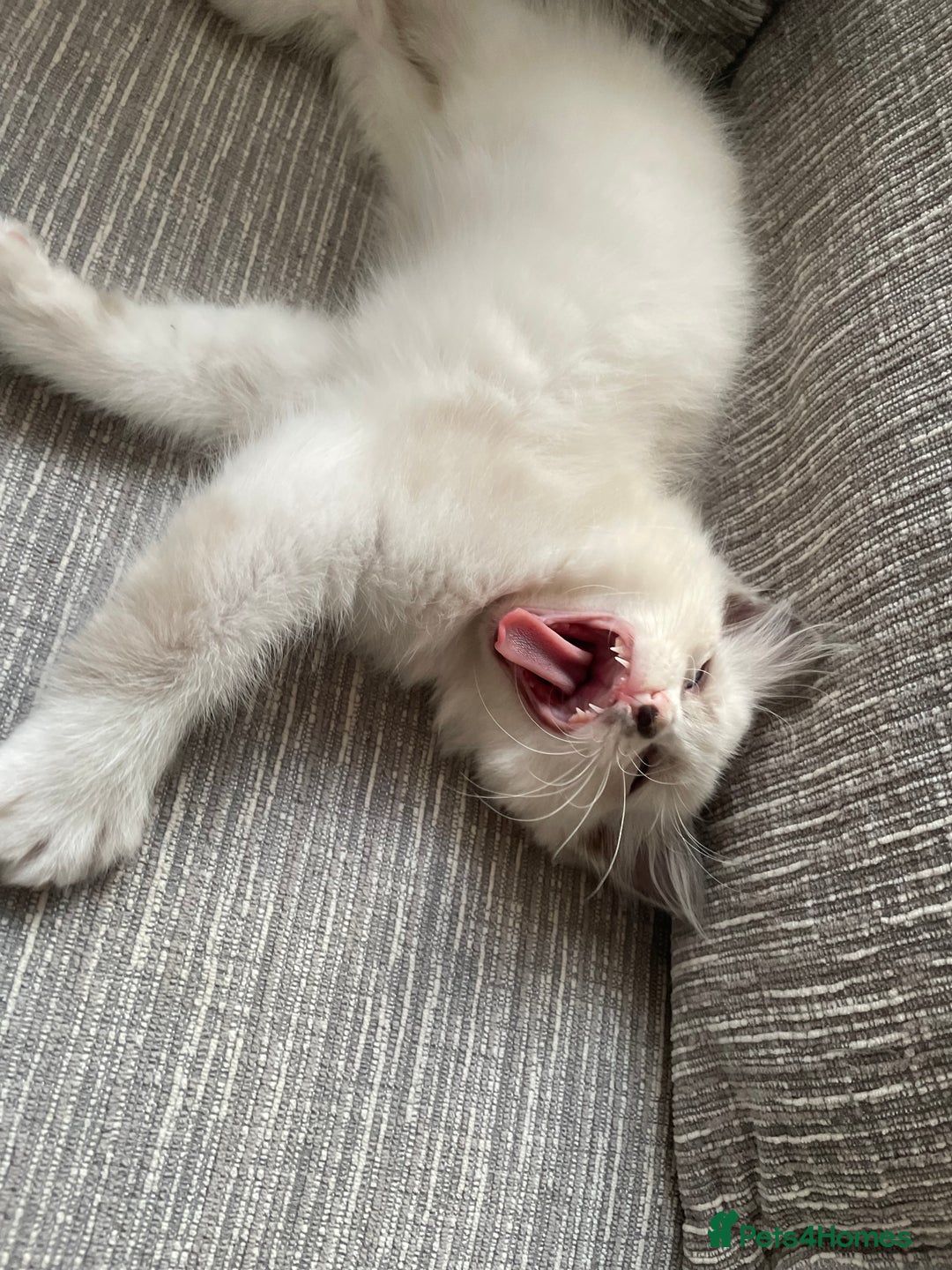 Ragdoll cats for sale: Pedigree Bicolour Ragdoll kittens  - Image 13
