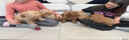 Labradoodle dogs for sale: Stunning miniature multigen labradoodle puppies - Advert 19