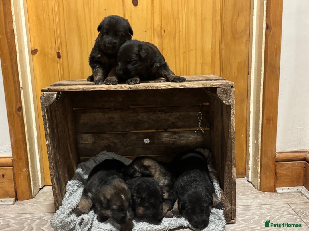 German Shepherd dogs for sale: German shepherd puppies  - Advert 11