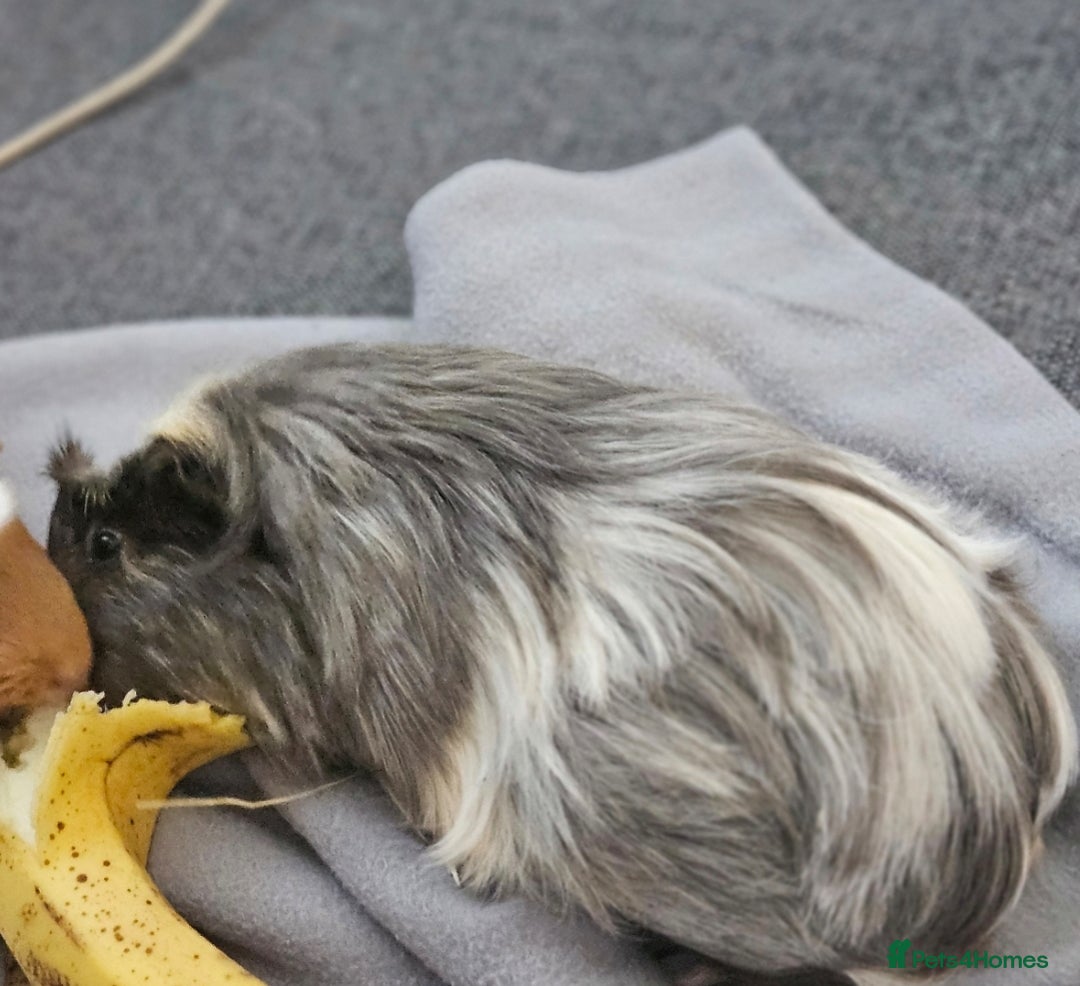 Guinea Pig rodents for sale: Beautiful Grey and white long haired Storm. - Advert 2