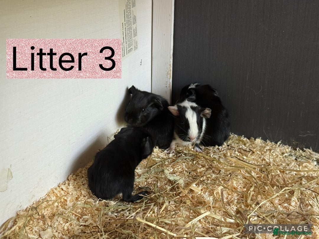 Guinea Pig rodents for sale: Beautiful baby guinea pigs  - Image 3