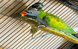 Parakeets birds for sale: Lord Derbyan Parrot for sale.👍QUICK SALE 👍 - Image 9