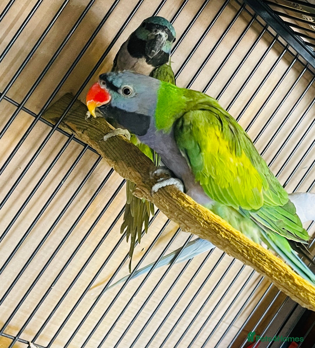 Parakeets birds for sale: Lord Derbyan Parrot for sale.👍QUICK SALE 👍 - Image 9