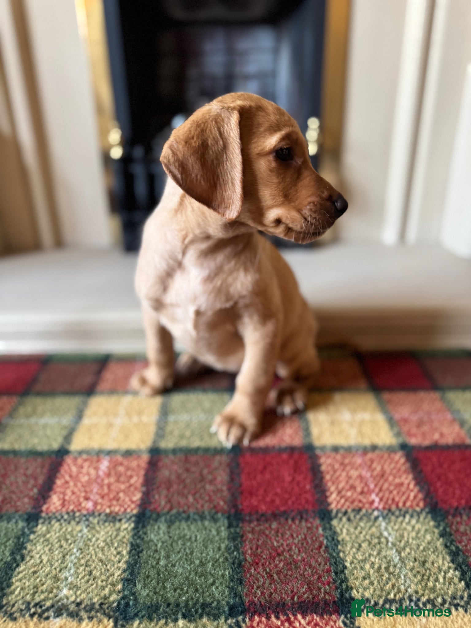 Labrador Retriever dogs Beautiful KC girl- health tested & superb pedigree - Advert 6