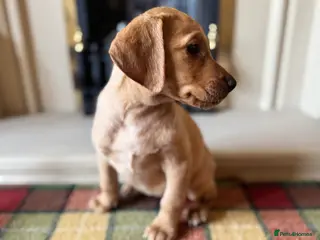 Labrador Retriever dogs Beautiful KC girl- health tested & superb pedigree - Advert 6