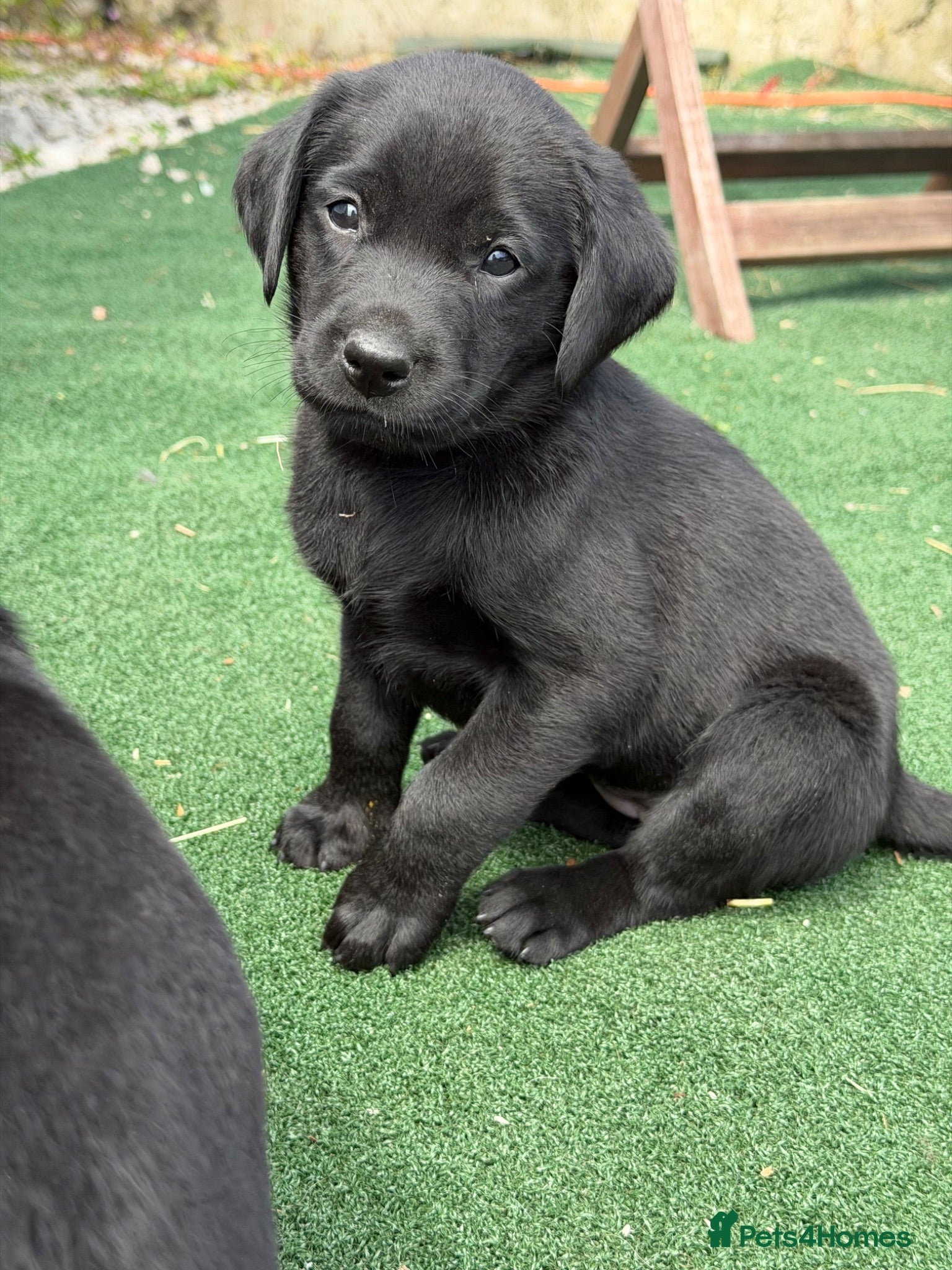Labrador Retriever dogs Beautiful litter of KC black working Labradors  - Advert 1