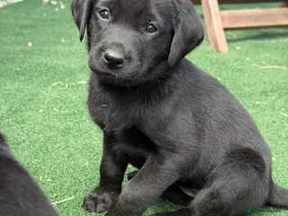 Labrador Retriever dogs Beautiful litter of KC black working Labradors - Advert 1