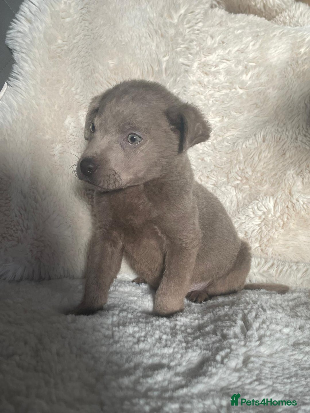 Labrador Retriever dogs for sale: Charcol male puppy  - Advert 3