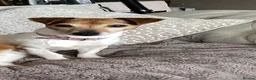 Jack Russell dogs for sale: Jack Russell’s pure in Bournemouth - Advert 2
