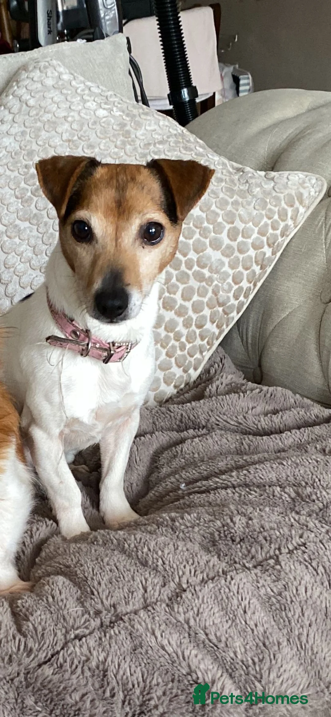 Jack Russell dogs for sale: Jack Russell’s pure in Bournemouth - Advert 2